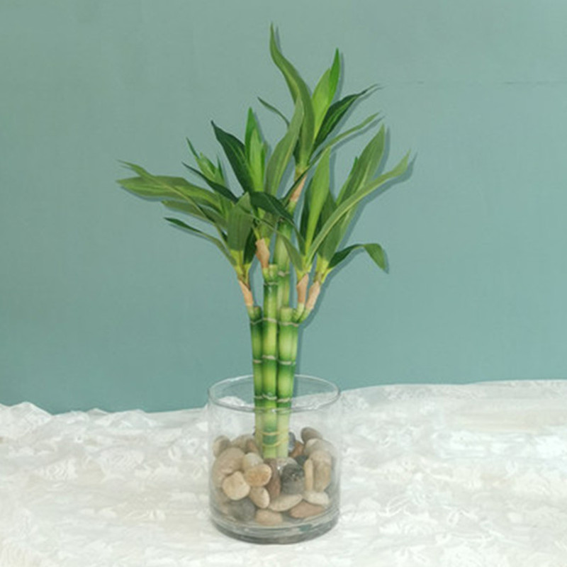 Marine Aquarium Tanks - Nouveau 40cm rFtificial chanceux bambou succulente